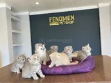 10 Adet Orji̇nal British Shorthair Yavrularimiz Hazir Ankara