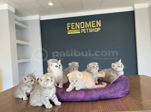 10 Adet Orji̇nal British Shorthair Yavrularimiz Hazir Ankara görsel