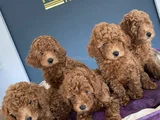 Renk Renk Orji̇nal Toy Poodle Yavrularimiz Güncel Ankara