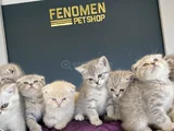 10 ADET ORJİNAL BRITISH SHORTHAIR YAVRULARIMIZ HAZIR ANKARA