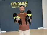 Renk Renk Orji̇nal Toy Poodle Yavrularimiz Güncel Ankara