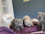 10 Adet Orji̇nal British Shorthair Yavrularimiz Hazir Ankara