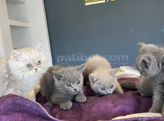 10 Adet Orji̇nal British Shorthair Yavrularimiz Hazir Ankara görsel
