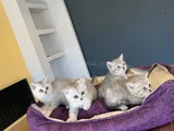 10 Adet Orji̇nal British Shorthair Yavrularimiz Hazir Ankara