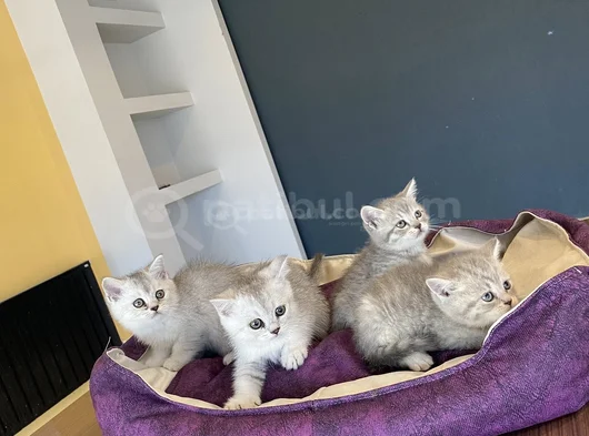 10 Adet Orji̇nal British Shorthair Yavrularimiz Hazir Ankara görsel