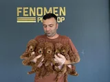 Renk Renk Orji̇nal Toy Poodle Yavrularimiz Güncel Ankara