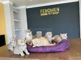 Renk Renk Scottish Fold Ve British Shorthair Yavrulari Ank