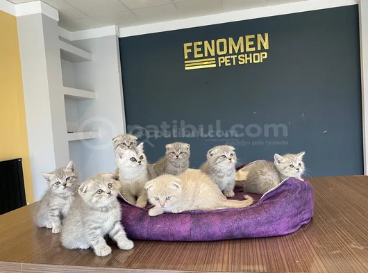Renk Renk Scottish Fold Ve British Shorthair Yavrulari Ank görsel
