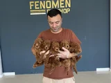Renk Renk Orji̇nal Toy Poodle Yavrularimiz Güncel Ankara