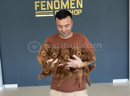 Renk Renk Orji̇nal Toy Poodle Yavrularimiz Güncel Ankara görsel
