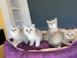 10 Adet Orji̇nal British Shorthair Yavrularimiz Hazir Ankara