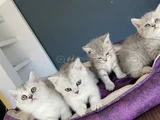 10 Adet Orji̇nal British Shorthair Yavrularimiz Hazir Ankara