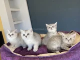 RENK RENK SCOTTISH FOLD VE BRITISH SHORTHAIR YAVRULARI ANK