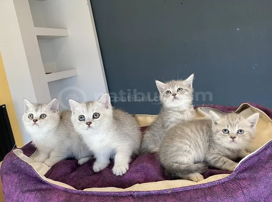 Renk Renk Scottish Fold Ve British Shorthair Yavrulari Ank