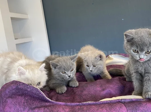 10 Adet Orji̇nal British Shorthair Yavrularimiz Hazir Ankara görsel