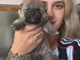 Shiba Inu Yavruları