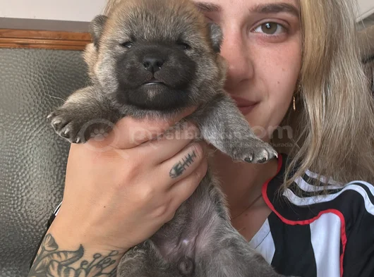 Shiba Inu Yavruları görsel