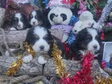 Can Dostu Bernese Mountai̇n Dog