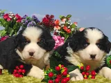 Can dostu BERNESE MOUNTAİN DOG