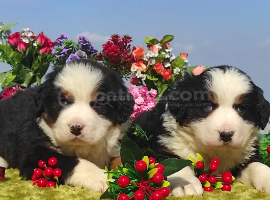 Can Dostu Bernese Mountai̇n Dog
