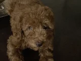 Orijinal Toy Poddle