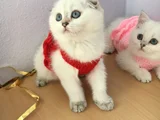 Marshmellow bebekler
