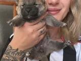 Shiba inu yavruları