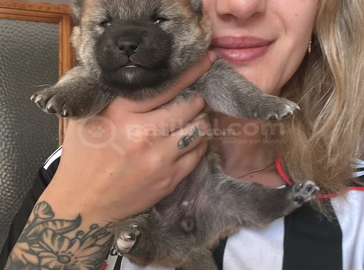 Shiba Inu Yavruları