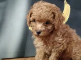 Çok Tatlı Orijinal Toy Poodle Yavrusu