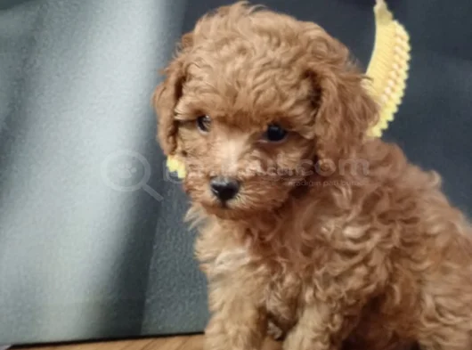 Çok Tatlı Orijinal Toy Poodle Yavrusu