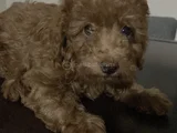 Orijinal toy poddle