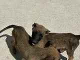 2 Aylık Yavru Belçika Kurdu