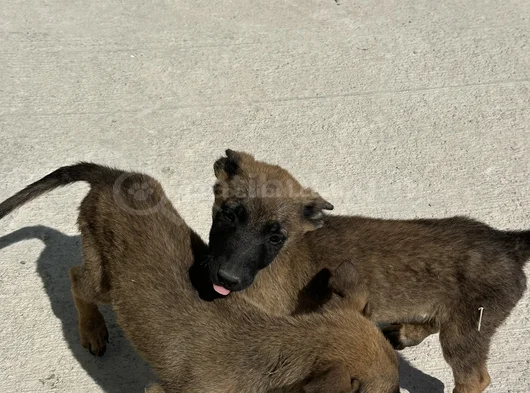 2 Aylık Yavru Belçika Kurdu görsel