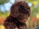 Toy Poodle 3 Aylik Hari̇ka Redbrown Yavrular Tesli̇me Hazir