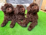 TOY POODLE 3 AYLIK HARİKA REDBROWN YAVRULAR TESLİME HAZIR