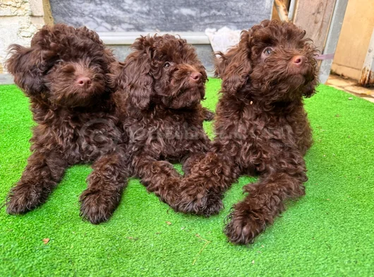 Toy Poodle 3 Aylik Hari̇ka Redbrown Yavrular Tesli̇me Hazir