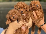TEACUP bOY KOREA KAN POODLE