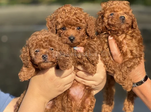 Teacup Boy Korea Kan Poodle