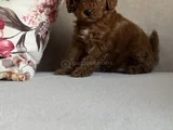 Irk Ve Sağlik Garanti̇li̇ Red Brown Toy Poodle Bebekler