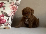 IRK VE SAĞLIK GARANTİLİ RED BROWN TOY POODLE BEBEKLER
