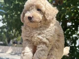 Maltipoo yavrularım