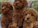 Kıvırcık Oyuncu Toy Poodle Yavruları