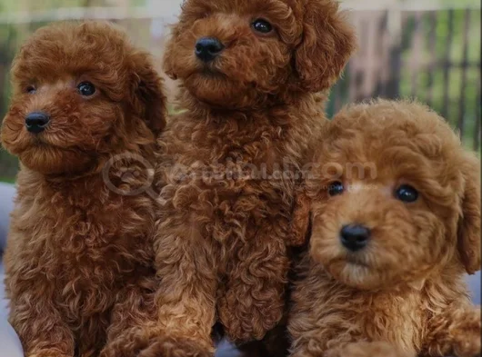 Kıvırcık Oyuncu Toy Poodle Yavruları görsel