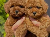 Kıvırcık Oyuncu Toy Poodle Yavruları