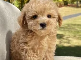 Kıvırcık Oyuncu Toy Poodle Yavruları