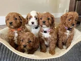 Kıvırcık Oyuncu Toy Poodle Yavruları