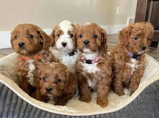Kıvırcık Oyuncu Toy Poodle Yavruları görsel