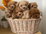 Kıvırcık Oyuncu Toy Poodle Yavruları