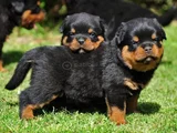 Dişi Erkek Rottweiler Yavrularımız