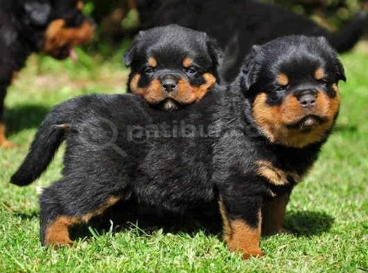Dişi Erkek Rottweiler Yavrularımız görsel
